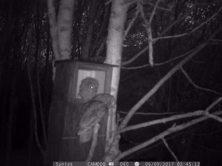 TwoTreesReserve's tweet photo. Check out how big this #Earthworm was that the #Tawny #owl fed to the hungry owlet at Two Trees this summer. #Autumnwatch @BBCSpringwatch https://t.co/36zvEXSmQs