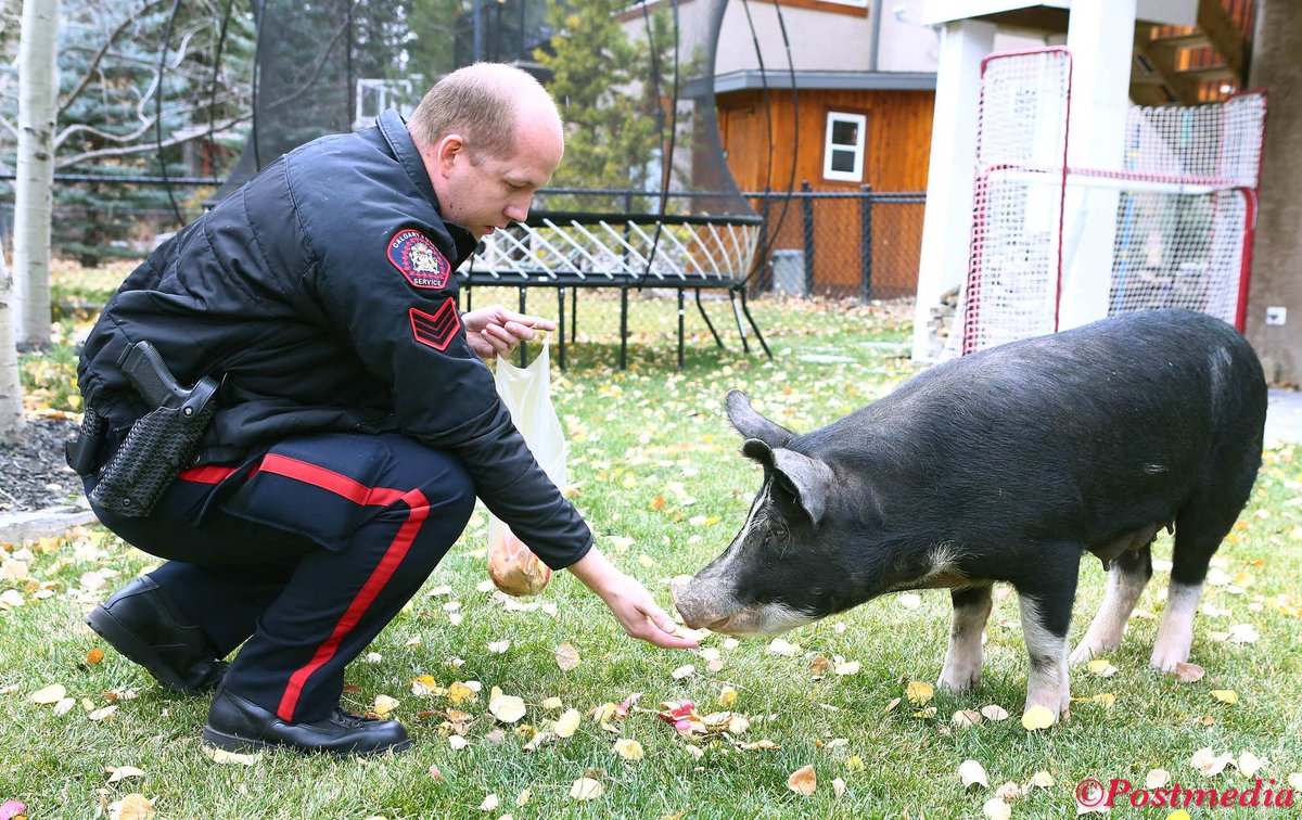 JimWellsphoto's tweet photo. Well, @calgarypolice had a bit of problem to deal with in Discovery Ridge. Residents have seen all sorts of wildlife before, but a pig? https://t.co/wWaMrHZI9b
