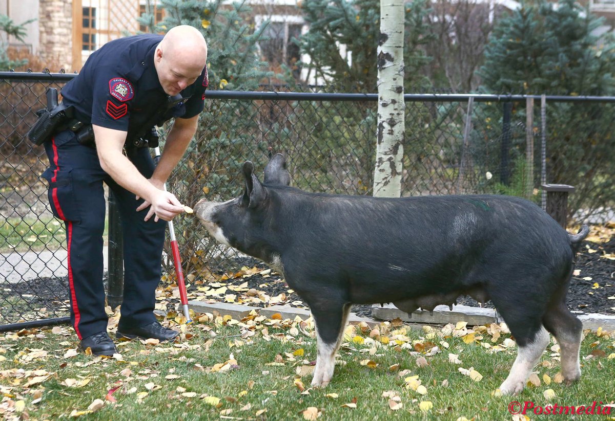JimWellsphoto's tweet photo. Well, @calgarypolice had a bit of problem to deal with in Discovery Ridge. Residents have seen all sorts of wildlife before, but a pig? https://t.co/wWaMrHZI9b