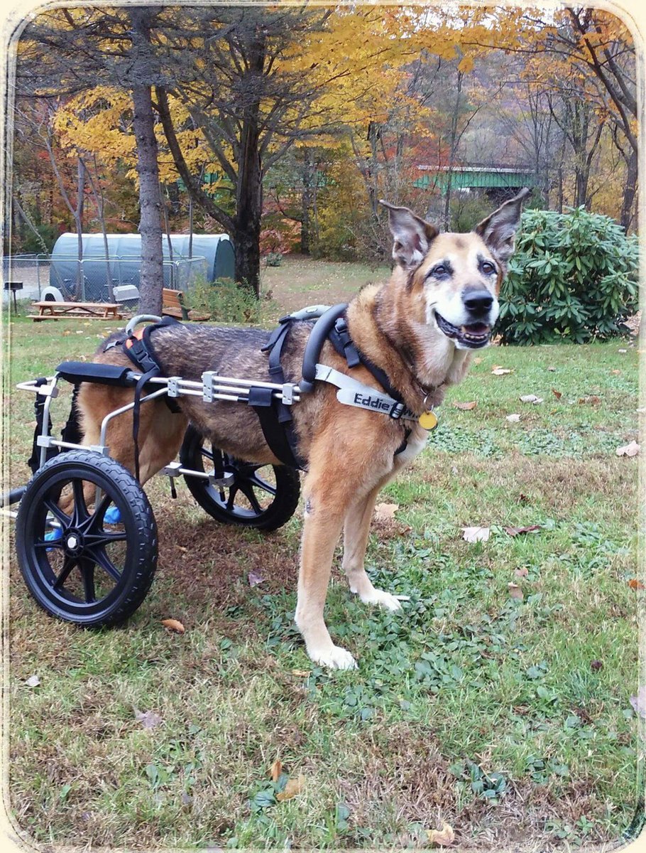 I met two beautiful dogs on my hike today, both in incredible wheelchairs made by <a href="/Eddies_Wheels/">Eddie's Wheels</a> They make them for all animals too ❤️