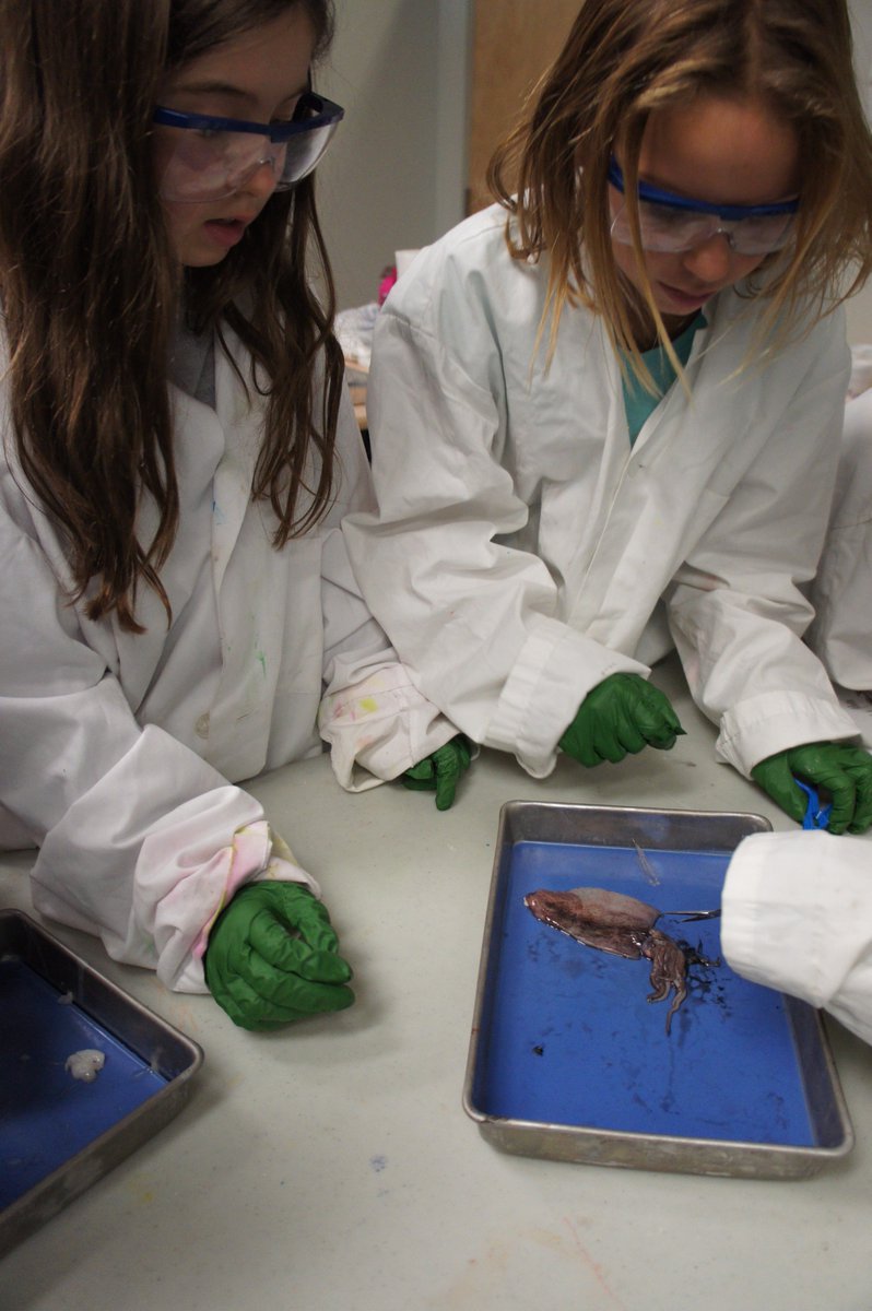 ULethbridgeDE's tweet photo. iScientists dissected squids and built #ozobot mazes! #aweSTEM #WednesdayScience #uleth #yql https://t.co/O4EUFVy39O
