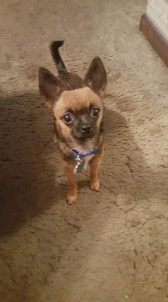 mstweety39's tweet image. Hi to my favorite newscast @JadiannTV @clamberton7  @KrisAndersonTV @7News I&apos;m an 8 month old chug my name is Bella