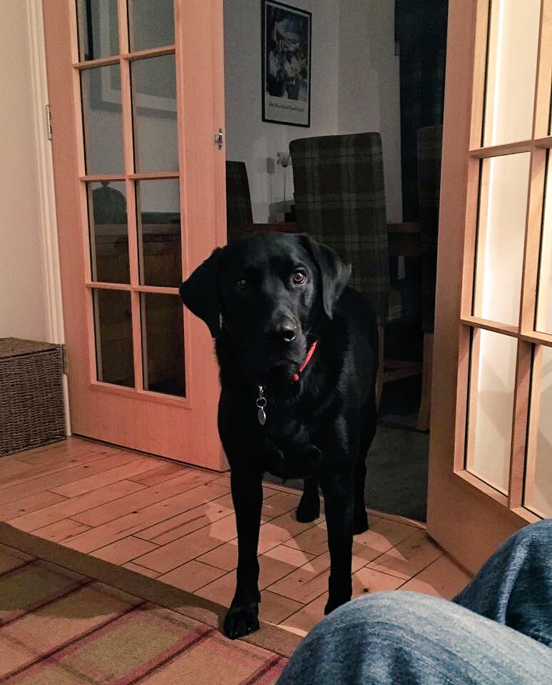 alfiewoofwoof's tweet image. 🤣
10pm
Every night
Regular as clockwork 
"It's bedtime don't you know!!!"
*stamps paw*