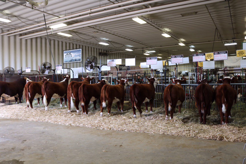 CAN_Hereford's tweet photo. Ag Ex is on in Brandon MB with 96 entries we're looking to have a great show. Stop by Hereford barn! @MBHereford https://t.co/HNy7KAkNVa
