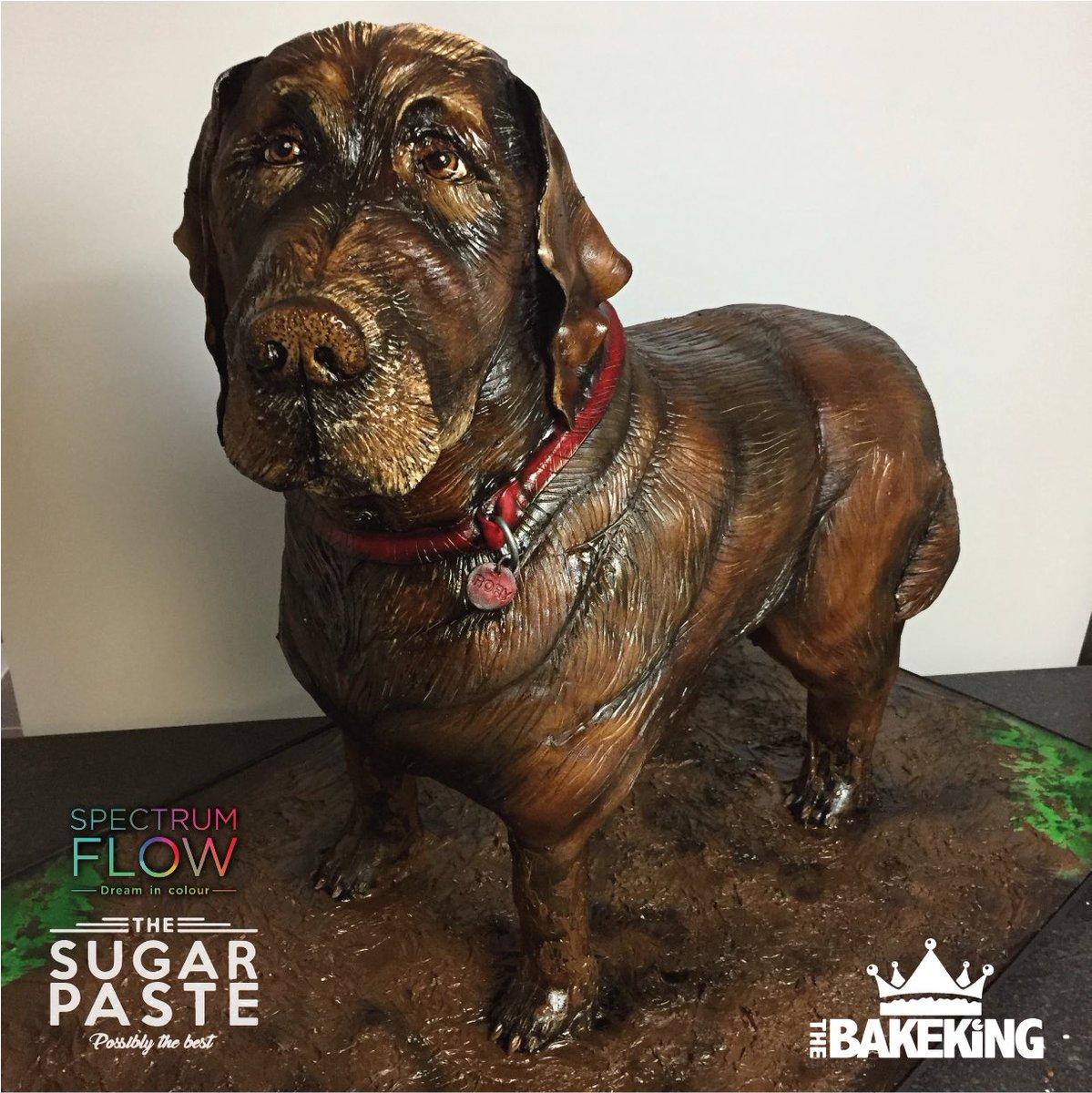 The_Bakeking's tweet photo. Life-size Vanilla & Chocolate #labrador CAKE!
#thebakeking #cakes #bakeking #extraslice #cakeart #chester #thesugarpaste #spectrumflow https://t.co/gllZHgzXUd
