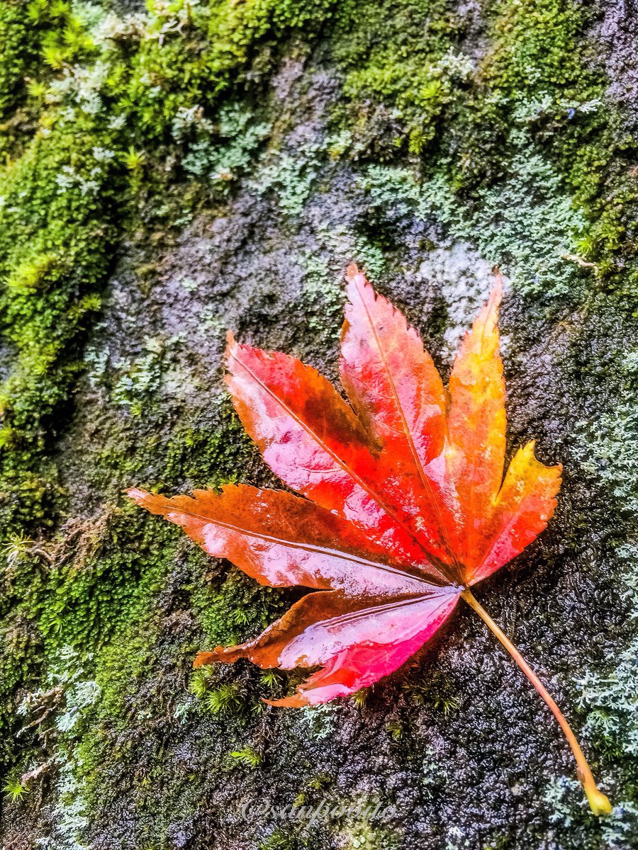 eos7dm2's tweet photo. Good morning ♪

#写真撮ってる人と繋がりたい 
#写真好きな人と繋がりたい 
#ファインダー越しの私の世界 
#散歩 #写真 #きみのうた #東京写真部 #東京カメラ部 #東京 #tokyo #photography #photo #like #today https://t.co/7QPRMO4TjJ