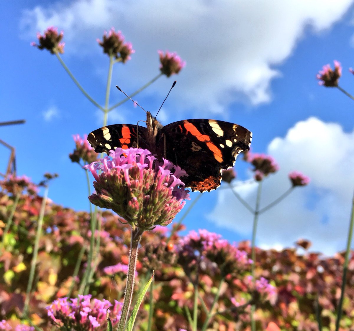 _JoelAshton's tweet photo. Large white and Red Admiral still nectaring on Verbena Bonariensis in the garden today #Autumnwatch @BCSussex @BCSomerset @LepidopteraNews https://t.co/CDevt4nGjd