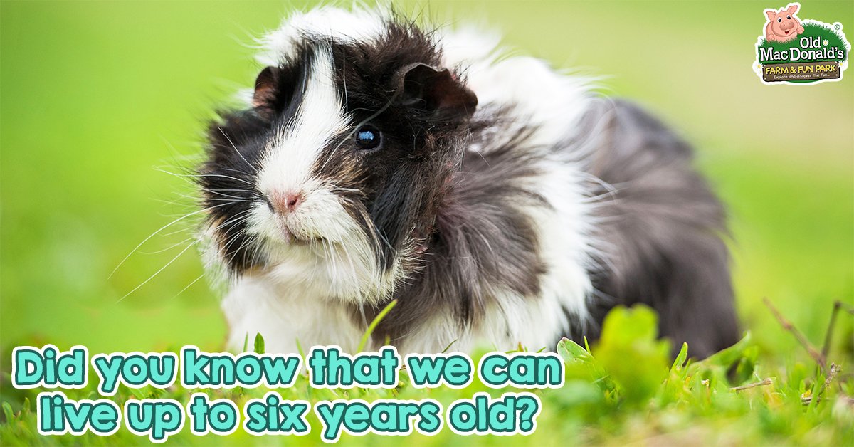 OMDfarm's tweet photo. Animal Fact Alert! Fill your mind with fun and interesting facts about @OMDfarm animals https://t.co/cU165PLfuJ https://t.co/3fwXGA8jzA