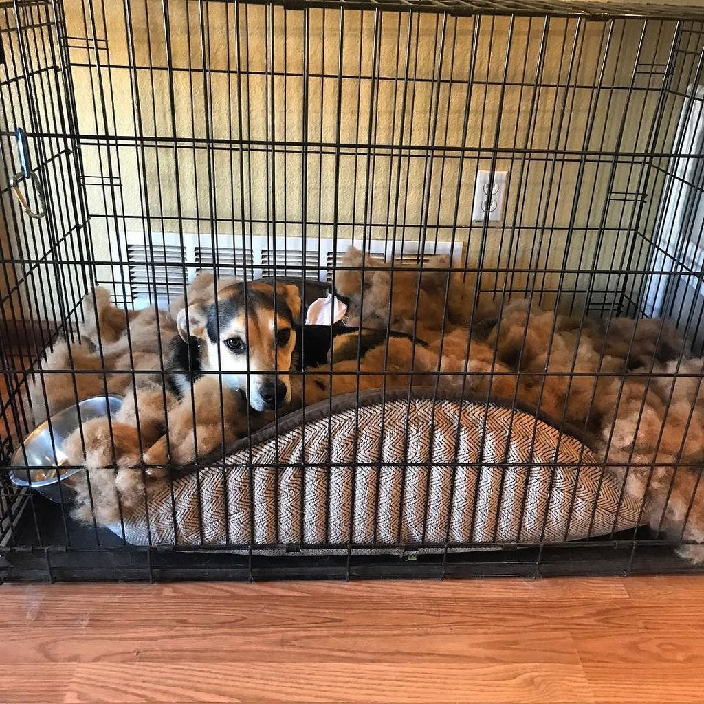 EinstyneHomes's tweet photo. This dog bed is 2 weeks old! Typical!...😫
.

#dog #puppy #pup #destroyed #baddog #cute  #instagood #dogs_of_instag… https://t.co/BcyF2xjXkW https://t.co/4OzKH407mE