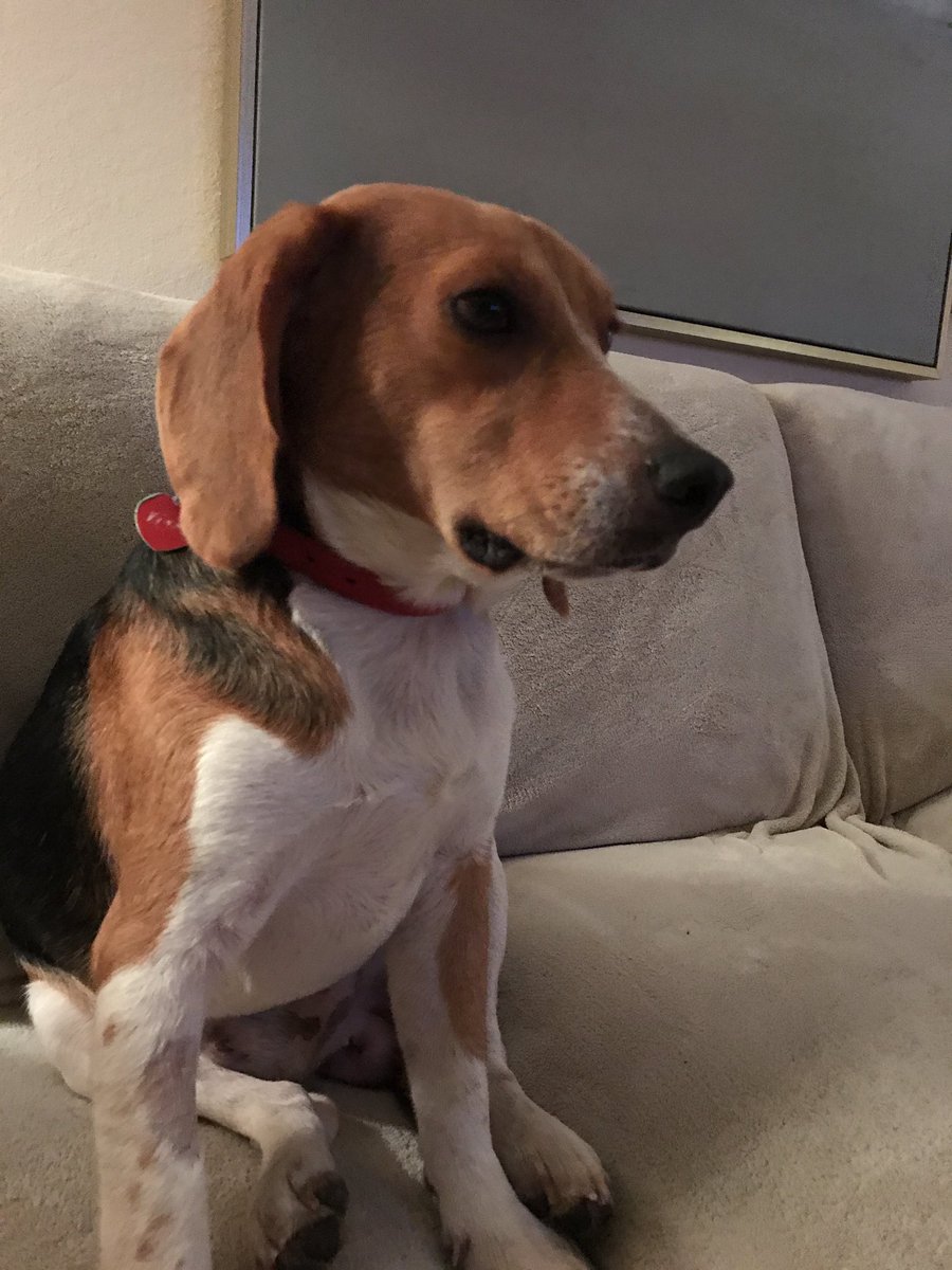 My name is Henry and I just won the lottery. No more living alone outside. Saved by south east beagle rescue in Tampa. Great people