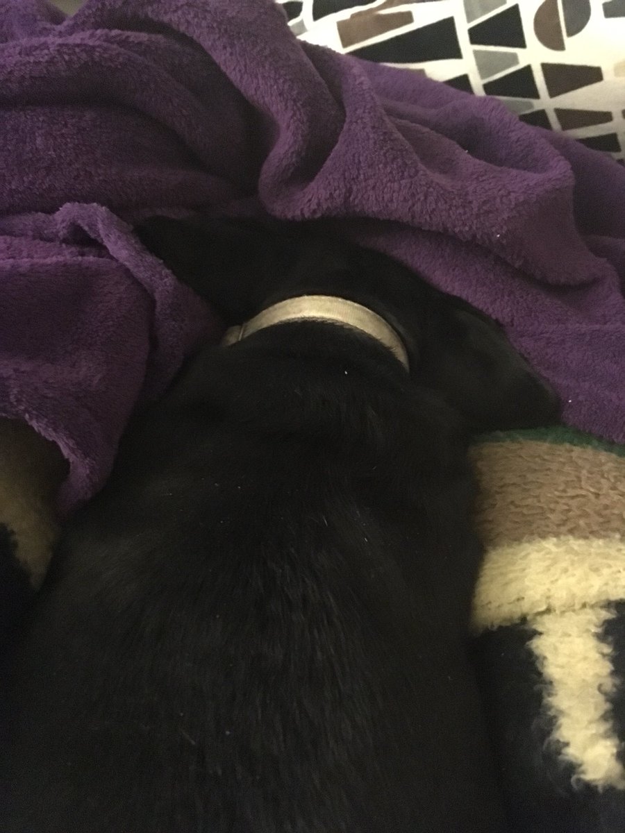 barks4bacon's tweet photo. Warm nose, warm toes. We wieners love our burrows! #blanketsftw #2rbetterthan1 https://t.co/TuMHbxYhrK
