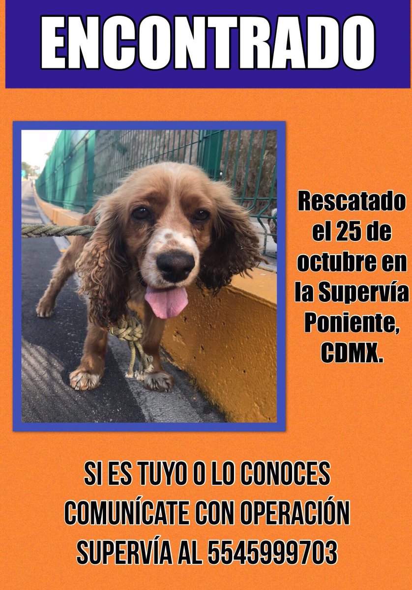 MascotaCoyoacan's tweet photo. #ENCONTRADO rescatado en la Supervía Poniente.

Por favor difundan para encontrar a su familia. https://t.co/QAHNNYlBZJ
