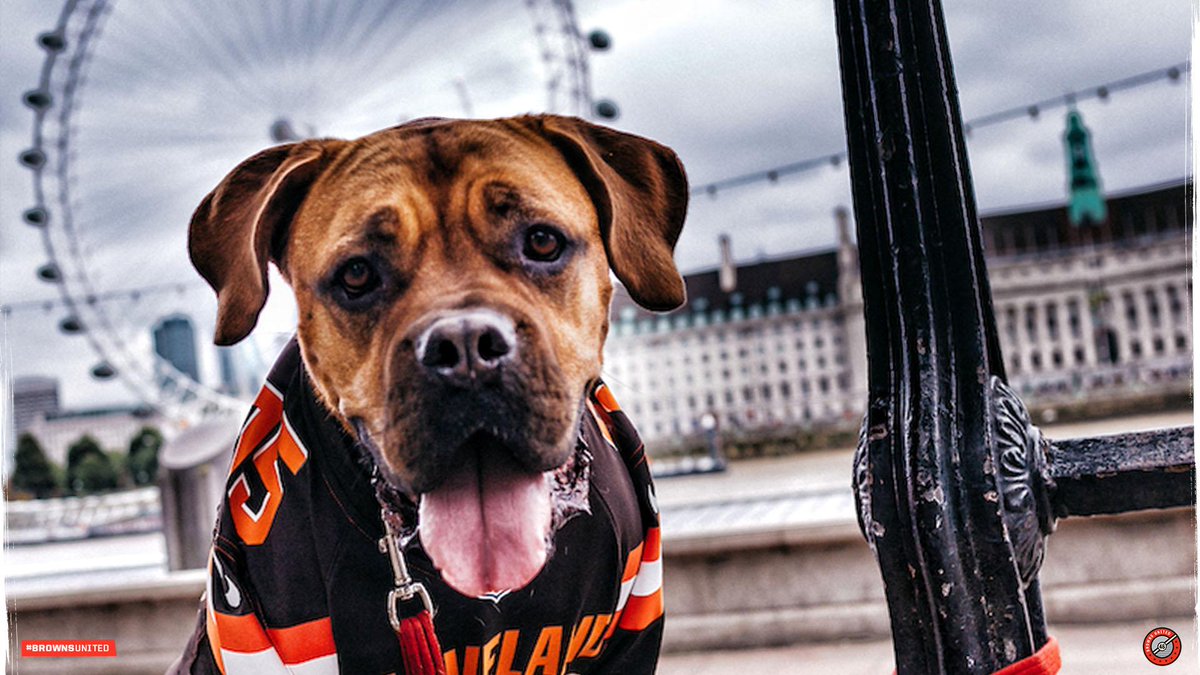 cleveland browns jersey for dog