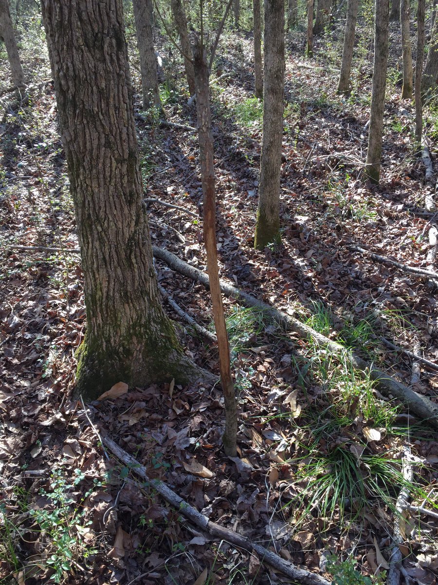 krisfrombama_xx's tweet photo. I named the #dominantbuck that made these #freshrubs last yr #Hoorah. He’s on public land, but min pressure. I can’t wait to get at him!! https://t.co/s1dvLvD21J