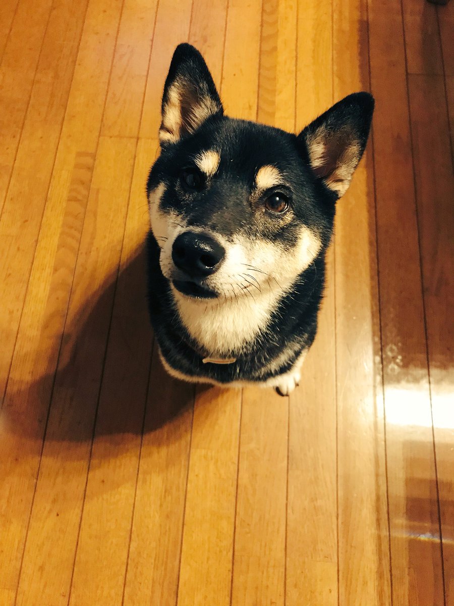 この顔可愛すぎじゃないですか。
(えさで釣ってる)