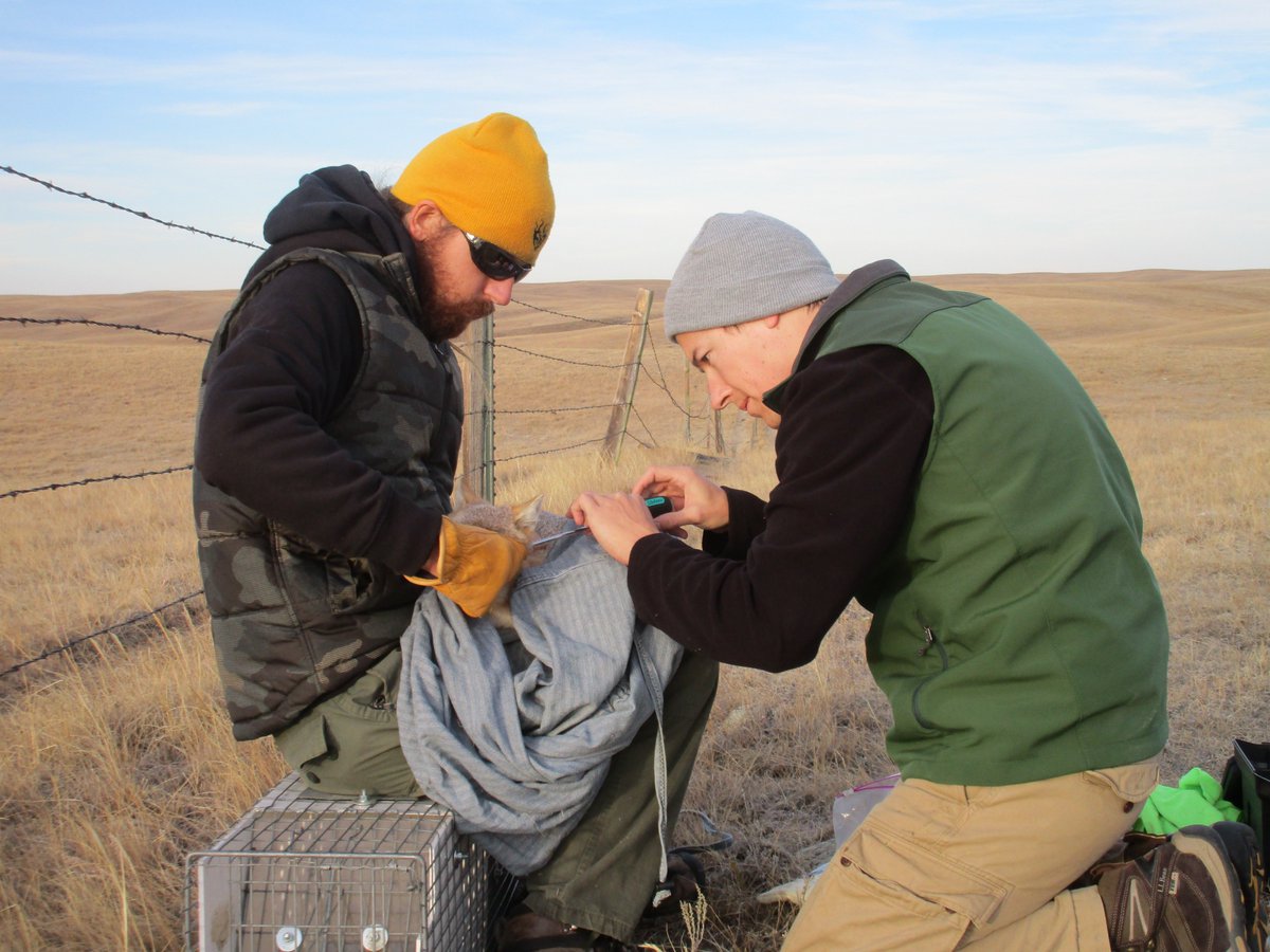DavidJachowski's tweet photo. Great couple of days in the field w/ @ARButler89 who is unlocking the mysteries of the swift fox in the Northern Great Plains #CUPrairieLab https://t.co/Yi5CT0bYQH
