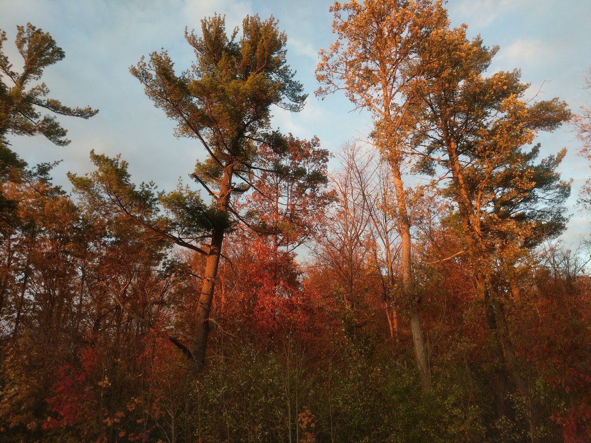 fhb905's tweet image. More #FallStrolls with my #Pixel @googlecanada #TeamPixel