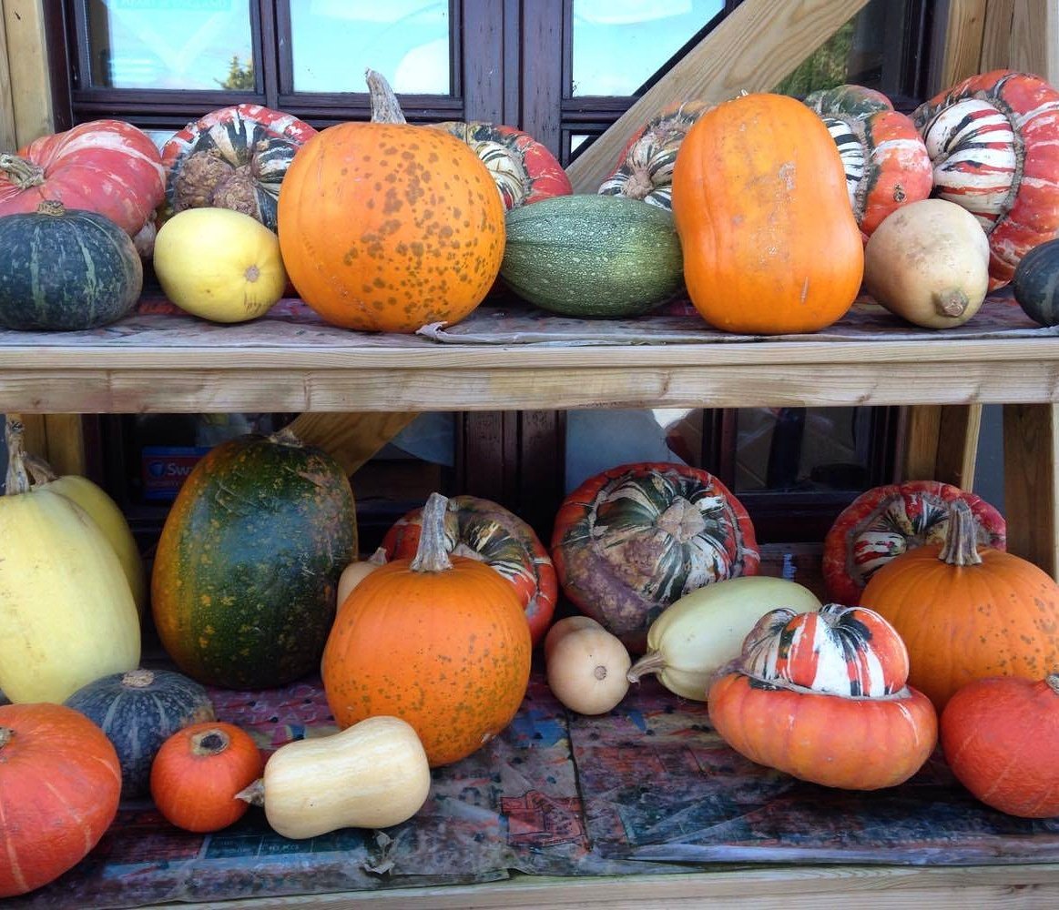 yourself_1st's tweet photo. When you get sent photos from your childminder of your son pumpkin picking 😍#motherhood #family #pumpkin #halloween https://t.co/19nIozTDOe