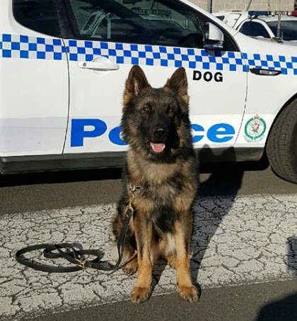 Nsw Police Force On Twitter Top Job By Pd Apache For Assisting