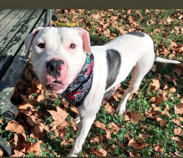 ruthmen's tweet photo. 2BKILLED 10/25 #NYC #DOGS #PLEDGE #FOSTER #RESCUE #ADOPT https://t.co/wgRgQdaNsz @Gdad1 @Falconlady7 @Canine_Rights @DogCrusader @ggdpowell https://t.co/MIaG4eMJNF