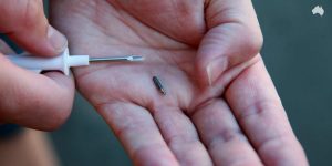 Что такое чипирование. Микрочип для животных. Что такое чипирование. Чипирование собак. Преимущества чипирования людей.