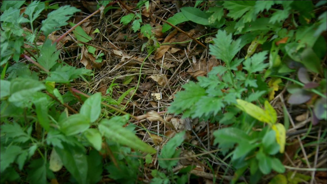 DNBSQl4VwAER-Qm.jpg:large