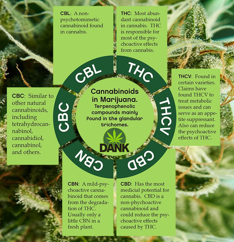 Whole plant love
💨💨💚
#cannabis #keepitgrowing #staylit #stonerfam