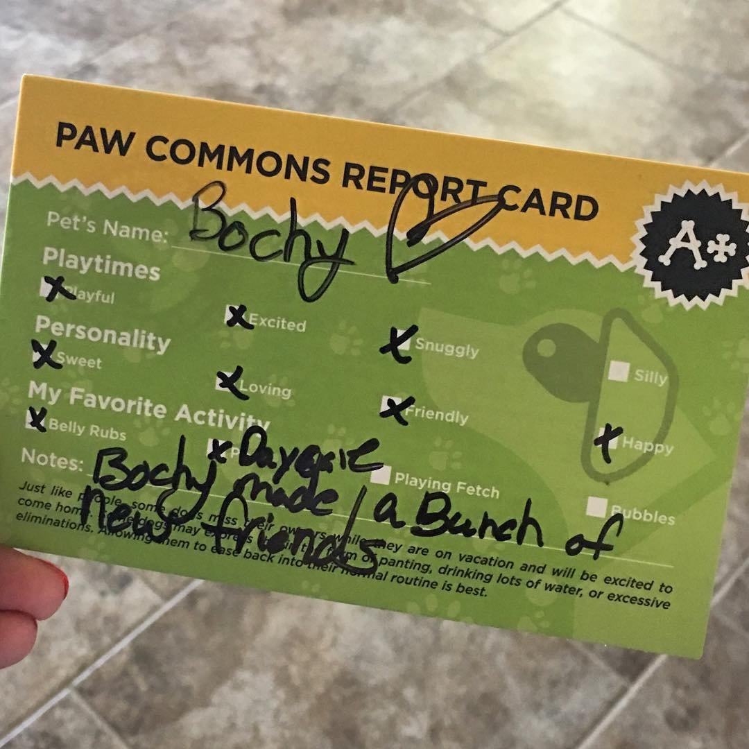 PawCommons's tweet photo. Bochy did such a great job while his paw-rents were away! π #PawCommons #DogsofTwitter #GoodBoy #ReportCard #GilbertAZ π· bochy.t.golden https://t.co/d4PJAnJ7tb