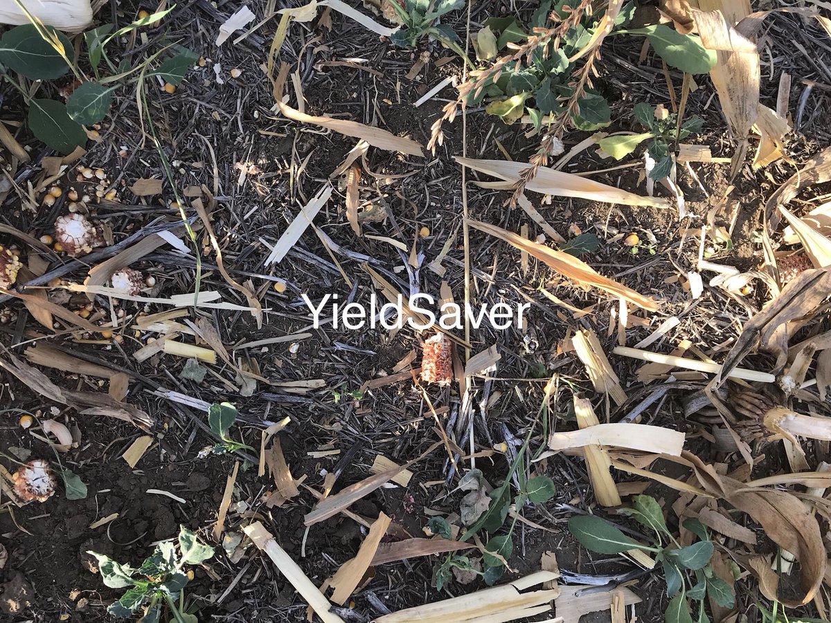 travismesser81's tweet photo. #drought17 Corn is poor and very dry in the west. @360yieldcenter #YieldSavers are having an enormous impact on customers bottom line!!! https://t.co/TXoZC6Mpk7