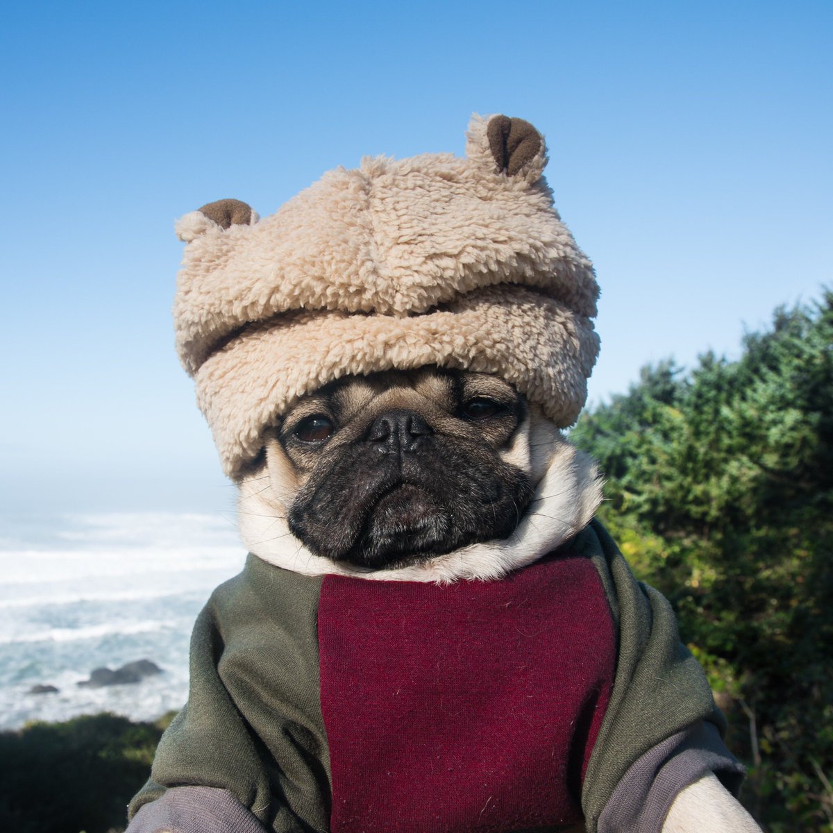 itsdougthepug's tweet photo. Where the wild pugs are https://t.co/ahrIh4NdOu