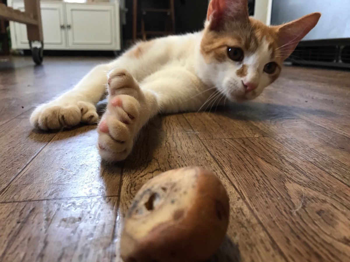 sixpawsfarm's tweet photo. Our baby boy Floki has a #twin all the way in #NewZealand - @FirstCatofNZ! Floki isn’t as classy as Paddles tho cuz he plays w/ potatoes... https://t.co/8d4uoiaj2Y