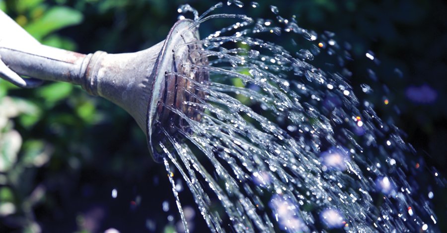SLplants's tweet photo. Have a plan in place when cold temperatures arrive. Here are four ways to #protectyourgarden this #winter. https://t.co/43pJ21BeTQ https://t.co/LqtlkaJSgc