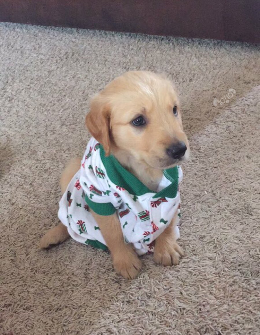 dog_rates's tweet image. This is Archibald. He broke out his favorite xmas pajamas a little early this year. Remarkably puppared. 13/10 would die for
