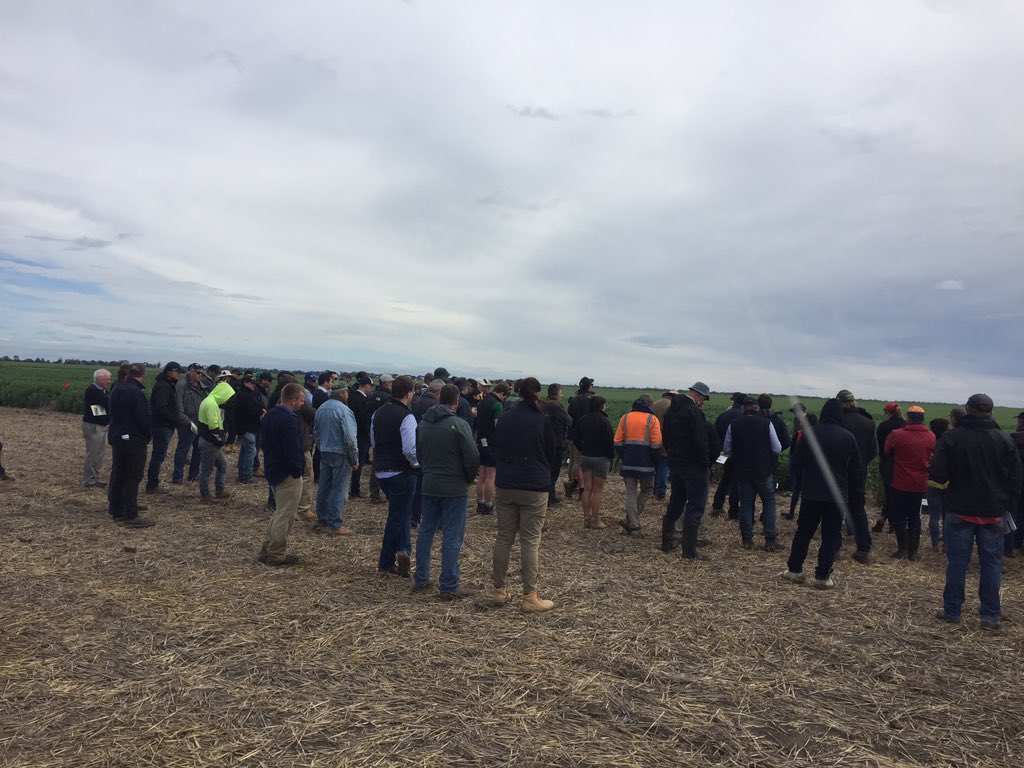 Great site and attendance @Pulse_Australia field day. <a href="/theGRDC/">GRDC</a> varieties, disease mgmt, timing, tolerance.