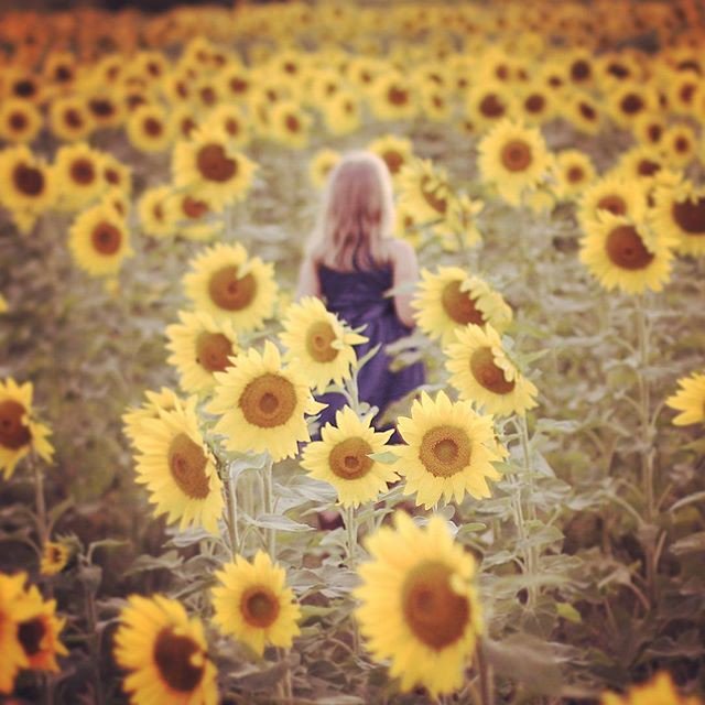 Reposting @wesdroid:
#flowerchild #sunflower #sun #beautiful #flowers #nature #love #live