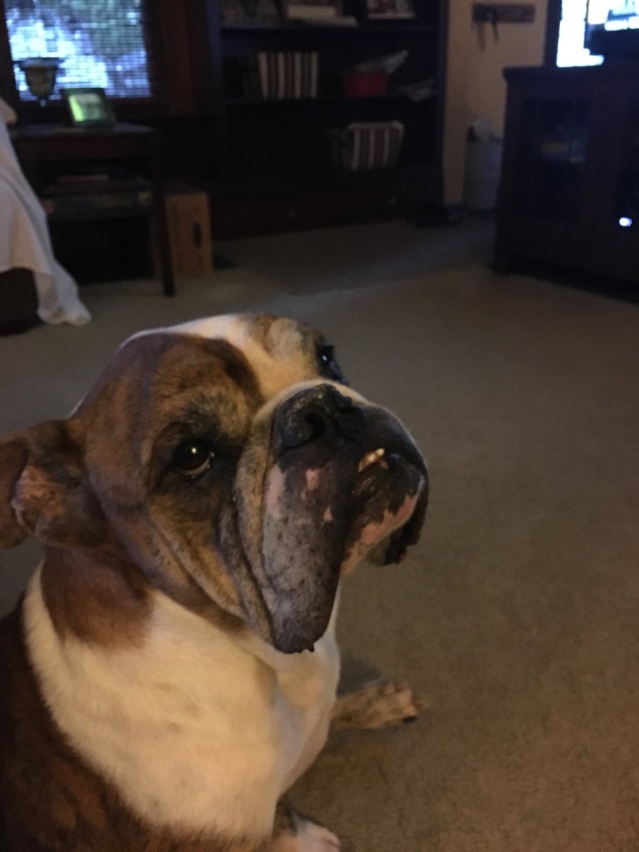 vonekaufman's tweet photo. This is Buford. We are fostering him till he ready for his fur ever home. #Old English Bulldog. #bullyrescue #ICTBully https://t.co/qzC8bxAhE5