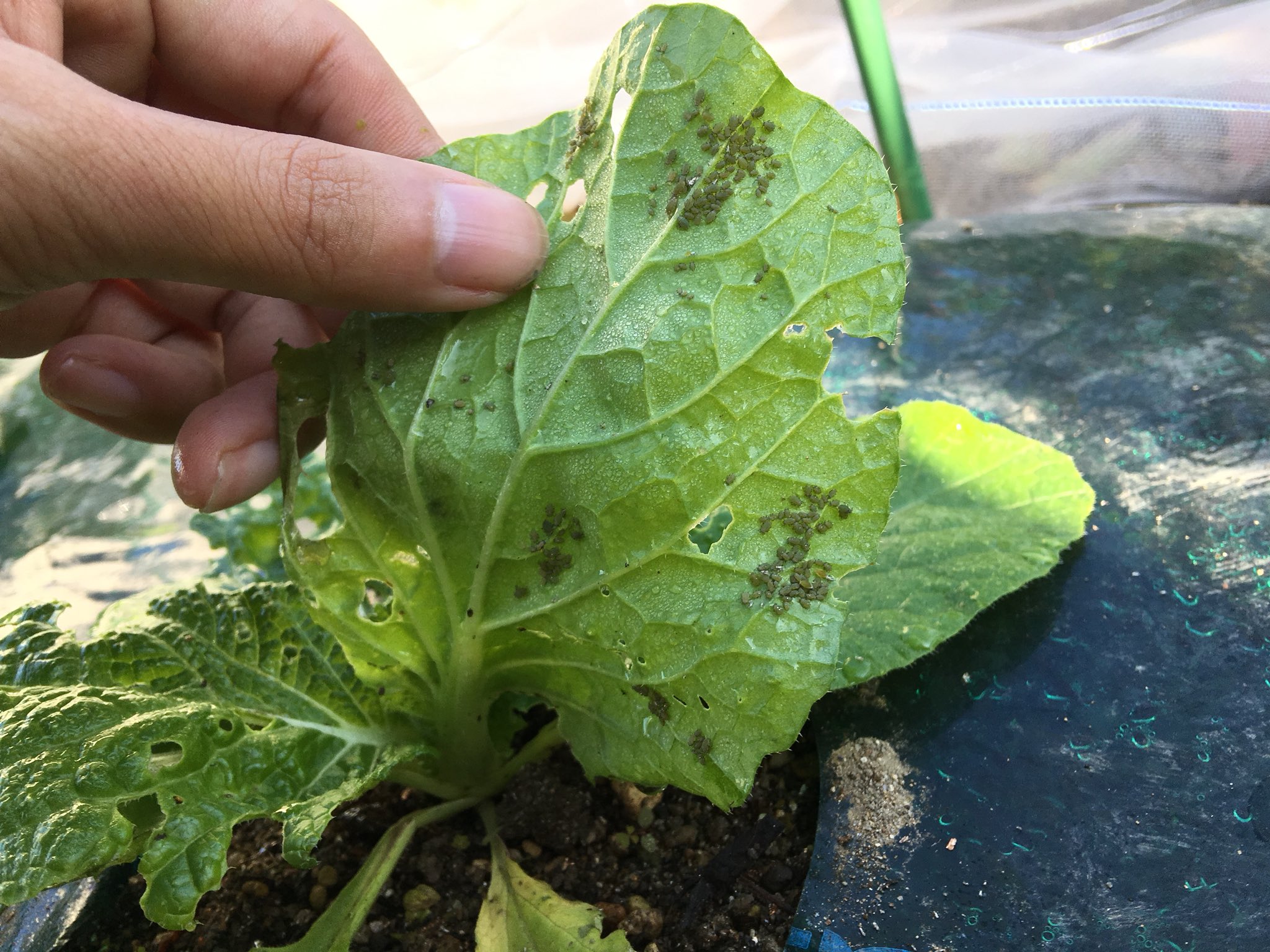 コジコジ らくらく家庭菜園 白菜の三大天敵 1 ヨトウムシ 2 アブラムシ 3 ハムシ 特にハムシは結球のど真ん中に隠れていて 数匹でむしゃついてました 成長の遅い白菜の葉っぱの裏を見ると 無数のアブラムシ お酢スプレーしました 家庭菜園 無農薬