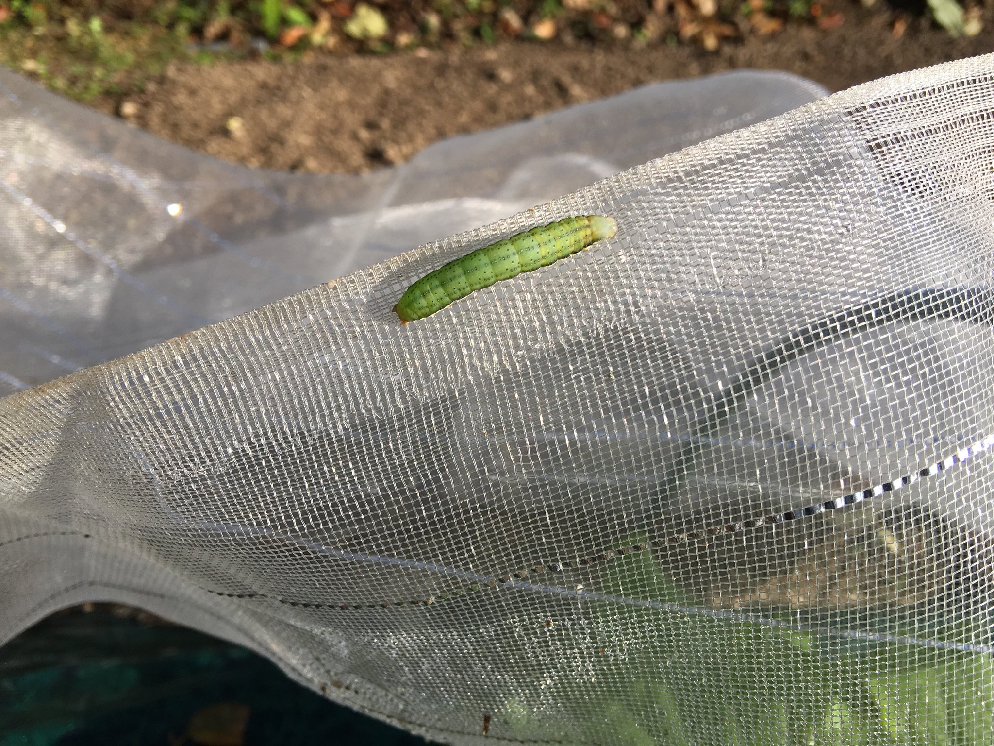 コジコジ らくらく家庭菜園 白菜の三大天敵 1 ヨトウムシ 2 アブラムシ 3 ハムシ 特にハムシは結球のど真ん中に隠れていて 数匹でむしゃついてました 成長の遅い白菜の葉っぱの裏を見ると 無数のアブラムシ お酢スプレーしました 家庭菜園 無農薬