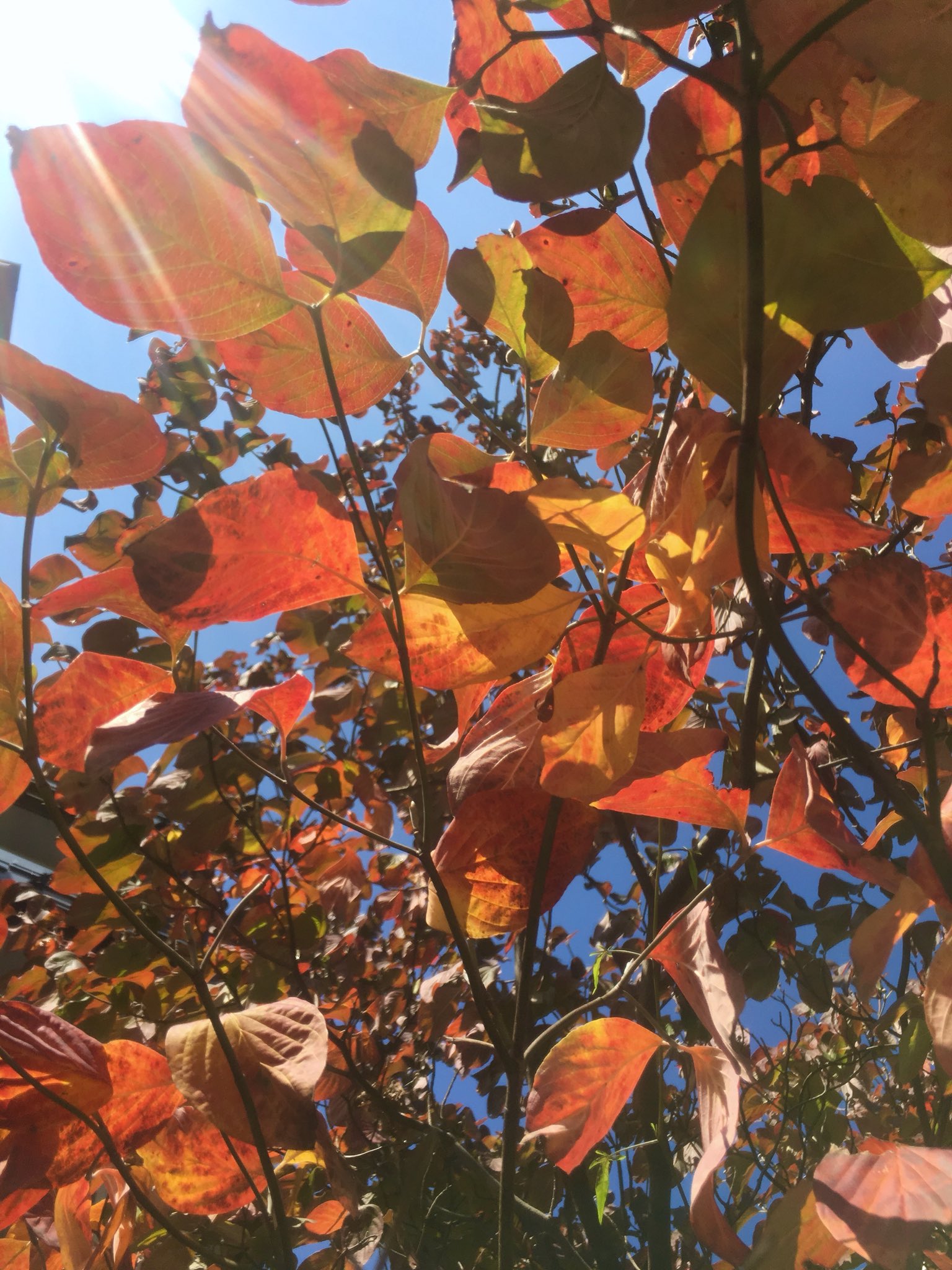 Inori ハナミズキの葉が燃えているようでした なので ロウソクにして葉っぱのケーキに飾ってみました T Co Dtlcpqn3iw Twitter