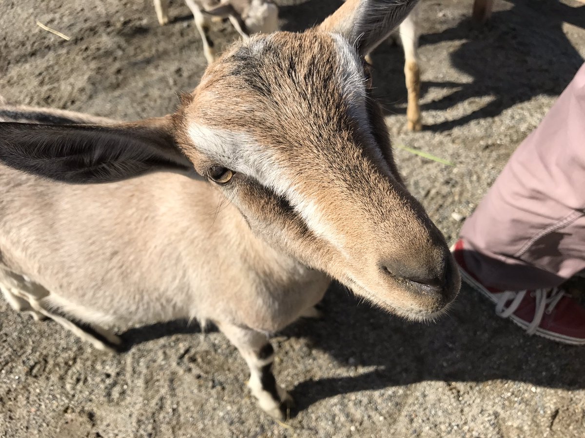 Yagi_summit_19's tweet photo. おはようございます😃
ヤギサミットまであと10日🐐💕 https://t.co/inqXfVWlyr