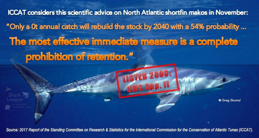 SharkAdvocates's tweet photo. #SharkLeague reminds CMS Parties to take #ConcertedAction for imperiled sharks listed before #CMSCOP12, like makos https://t.co/jBJ6mRyRCL https://t.co/dN9BjjBdVB