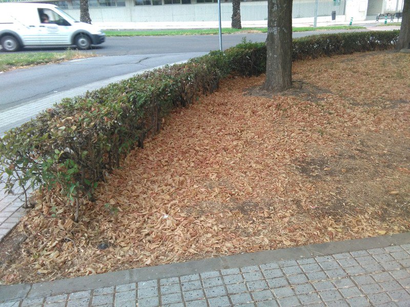 confluencia Avdª.Antº Cuellar y Presidente Gral. Carracedo las hojas que se ven son del otoño del 2016 secas, nadie las ha quitado