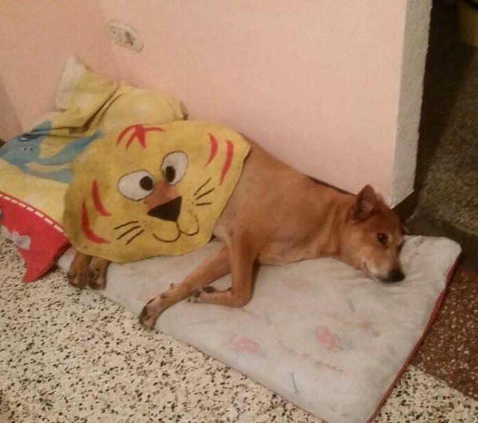 gacusb's tweet photo. Nuestro lindo #GeorgeUSB les desea buenas noches 🌙 y sueña con que todos los #PeludosUSB consigan hogares tan amor… https://t.co/fNnAZCC9sD https://t.co/QFYPIKx5Mj