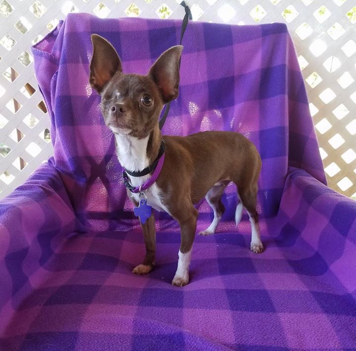 Meet Livia! 4 yrs, 7.5 lbs. One eye &amp; not minding it 😉 Very confident. Can travel for adoption! #AdoptDontShop #Chihuahua
