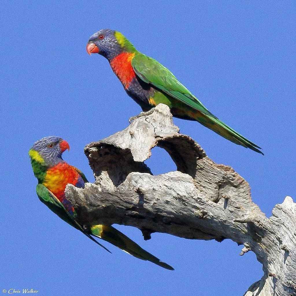WildRedlands's tweet photo. Rainbow lorikeets on a dead tree. #rainbowlorikeets #rainbowlorikeet #lorikeets #lorikeetsofinstagram #australianb… https://t.co/EPBkFjdxc2 https://t.co/odq9qHtKaJ