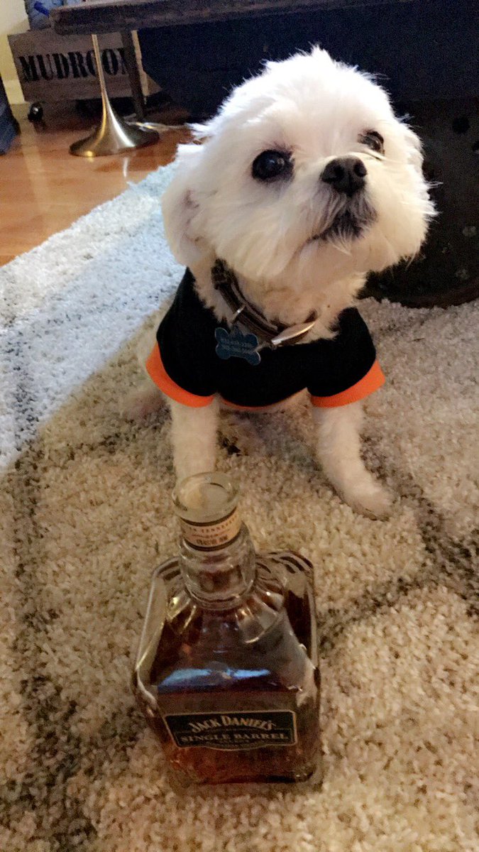 ElizabethKoeth1's tweet photo. Creasy Bear says drink up Htown! #EarnHistory #WorldSeries #WeHaveATiedGame @astros https://t.co/z3QPviF0jM