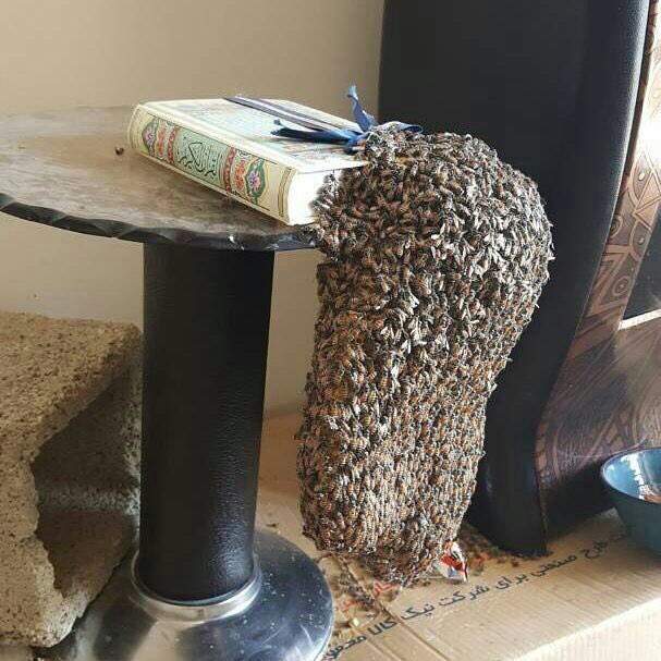 تركت عرائشها وطِيبَ ظلالها
وأتت إلى القرآن شوقاً تنـهلُ
قد خصـها رب العبــاد بسورة
أفـلا لنـــور الله فخــراً تُقبــلُ