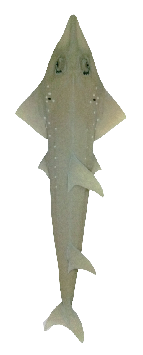 lamaveresearch's tweet photo. It's in!@BonnConvention accepts white-spotted wedgfish onto Appendix II of #CMS.Congratulations @DENROfficial @SavePHSeas @MWWPhilippines https://t.co/MqiLTIEQ3M