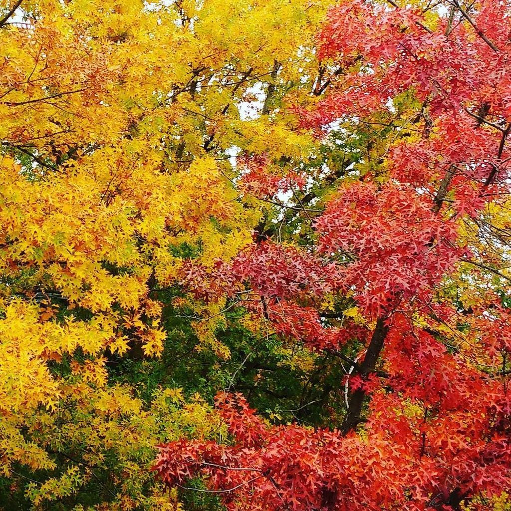 memathews's tweet photo. Autumn in #PDX
.
.
.
.
#pdxoregon #pdxnw #portlandoregon #oregonnw https://t.co/0m41qN5SD0 https://t.co/K1yxLjJCgj