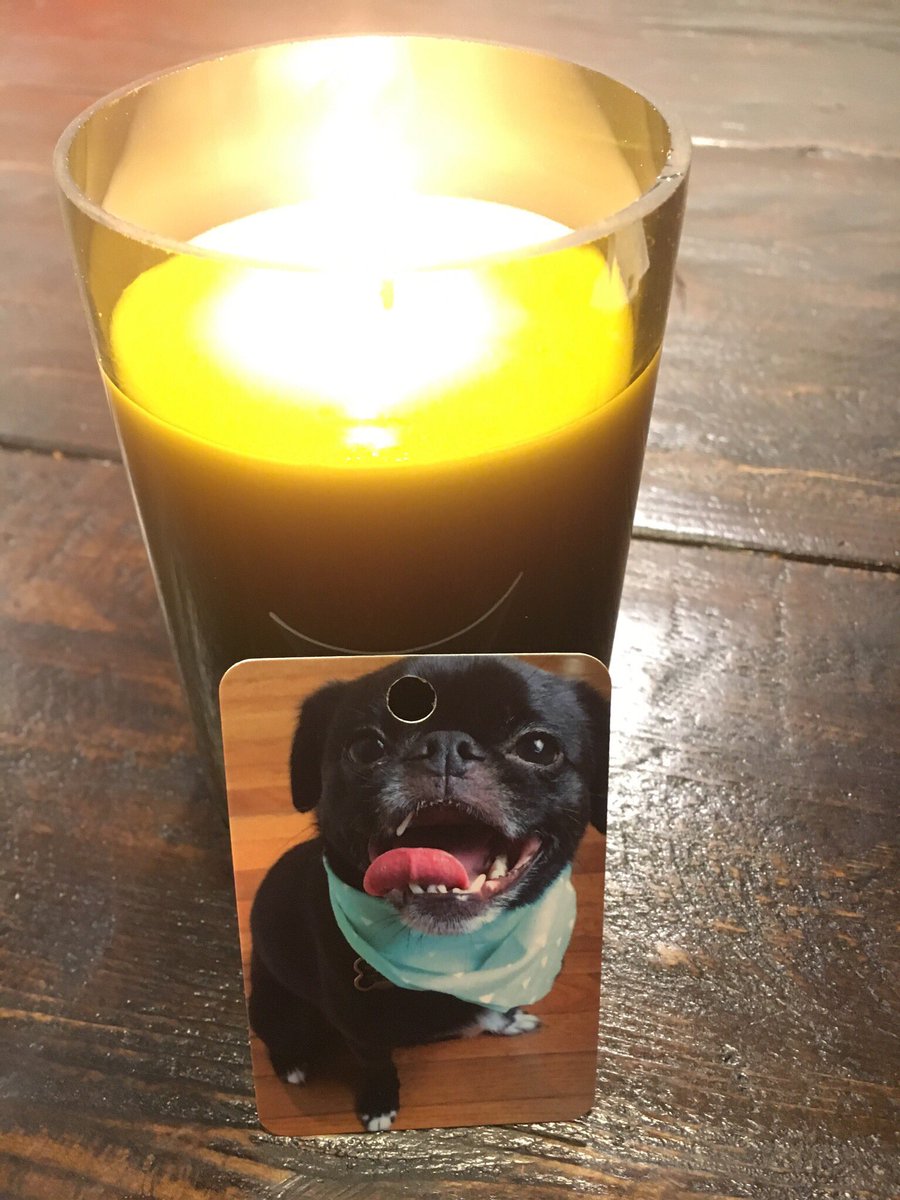 AppleheadLtd's tweet photo. You famous yet?! These cute models help announce the Free Groom we give to #shelterdogs when you get our #ProjectGroom candles! #giveback https://t.co/JabHeZLH81